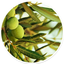oliveleaf-300x300