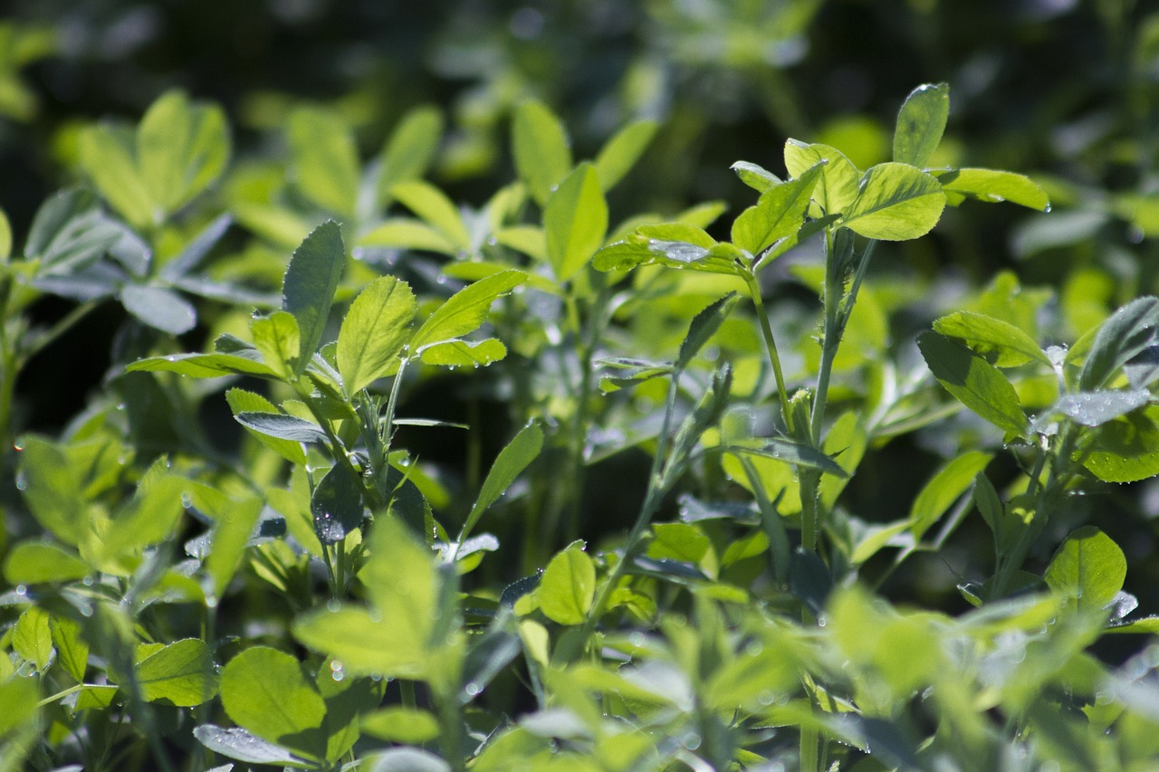 alfalfa-2221993_1280