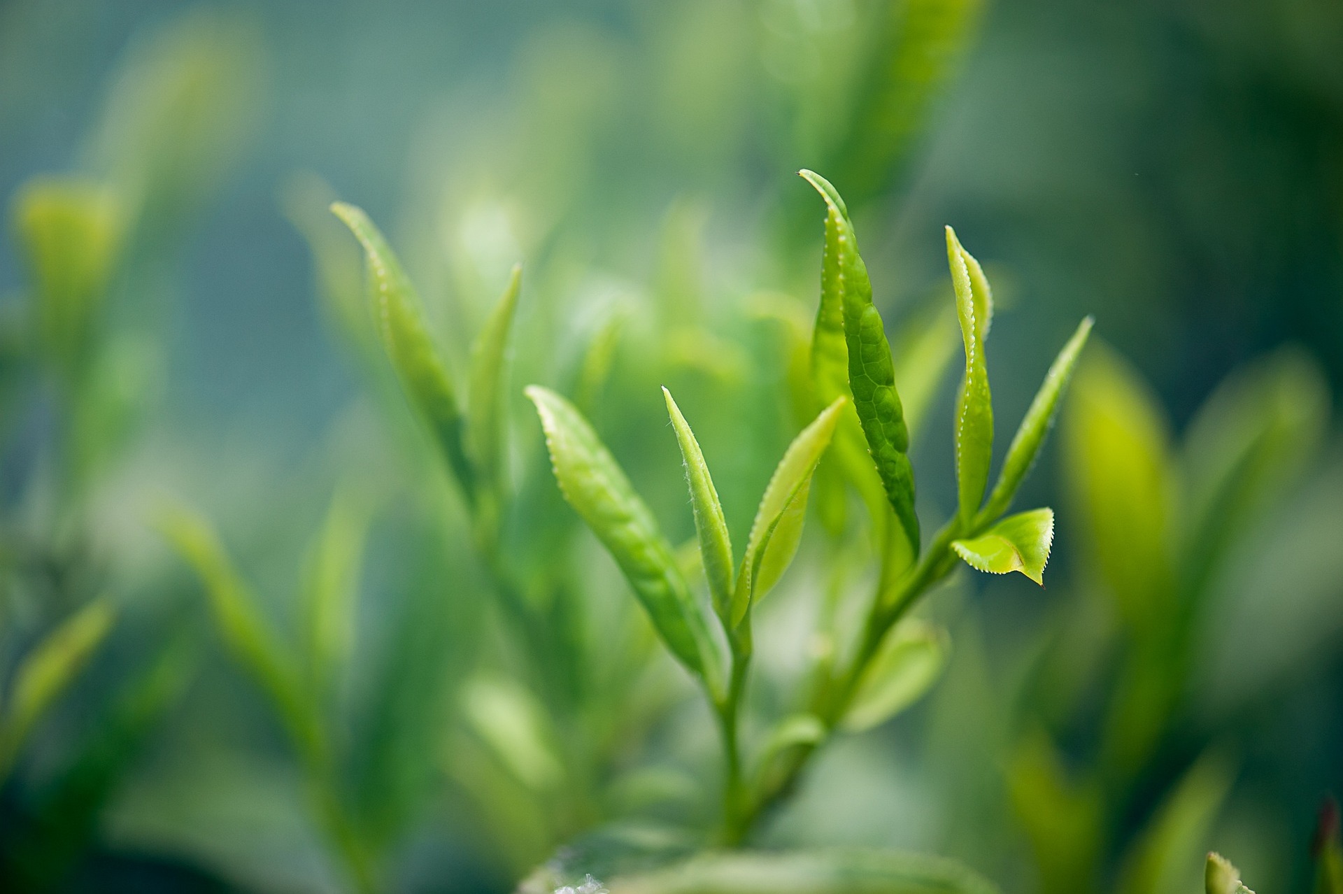 tea-2657301_1920